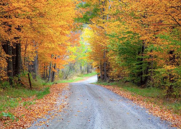 Gulin, Sylvia 아티스트의 USA-New England-Vermont tree-lined roadway in Autumns Fall colors작품입니다.